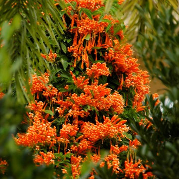 Miami Landscape Design Ideas
