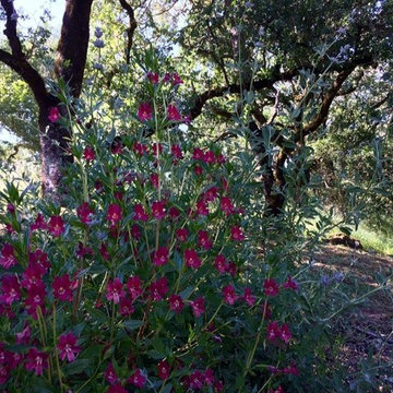 Sonoma County Garden