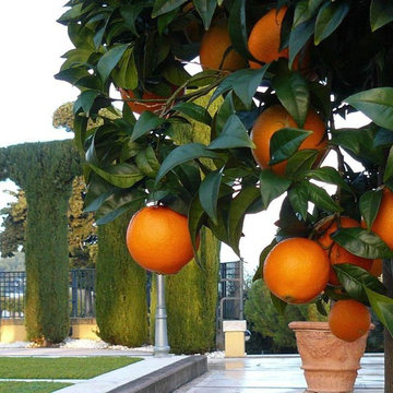 Esterni