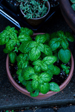 deformed basil leaves