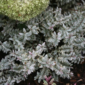'Magic Summer' Hebe