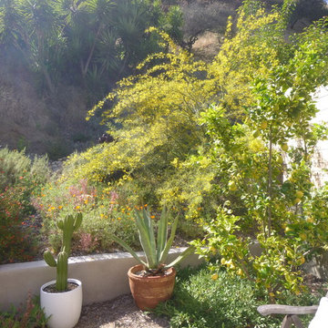 Hollywood Hills California Native Garden Sanctuary