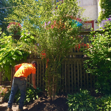 River Birch Tree Planting