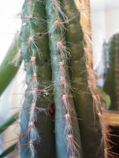 Cactus dry rot and identification | Houzz Forum