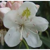 Foto von Ruth Zimmerman