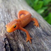 Alice Julier's photo