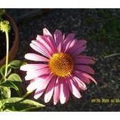Clare Wykerts foto