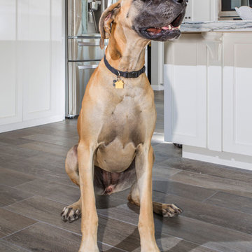 Donut, the large and in charge family dog!