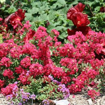 Our Flowers