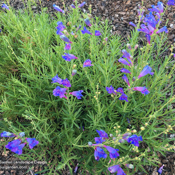 Favorite California Native Plants I Design With in Northern CA