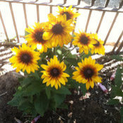 catherine hickey's photo