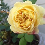 Marisa Morin's photo