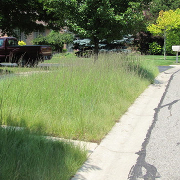 Native Grasses