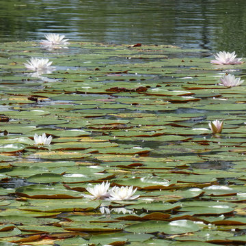 Pond at Radha Madhav Dham Temple