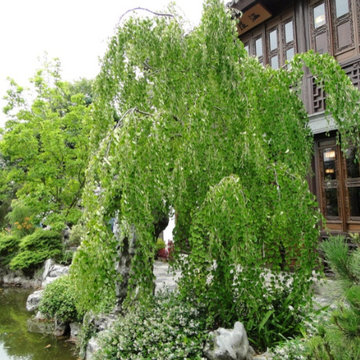 Specimen Tree