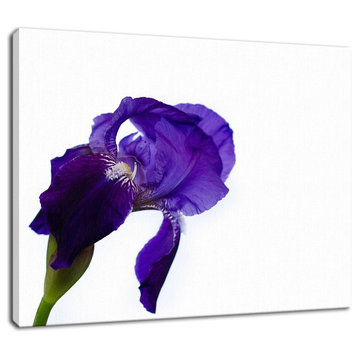 Iris On White Floral Nature Photography Canvas Wall Art Print, 18" X 24"