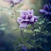 Chrissy Collett's photo