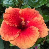 Sarah Pirat's photo