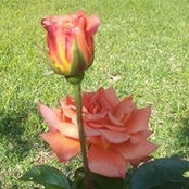 Nita Almand's photo