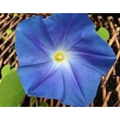 Maria Agid's photo