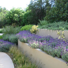 Lupin Yard