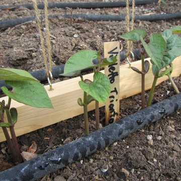 Rancho Santa Fe Edible Garden