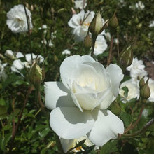 My Roses 2017 or before