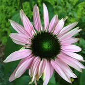 Susan Spector's photo