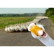 Елеонора Калчева's photo