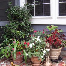 yard ideas