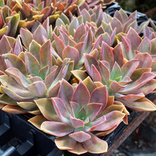 Goumas Planting ideas