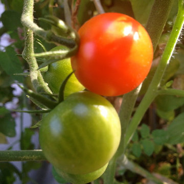 ebay, inc. Corporate Vegetable Garden Installation & Employee Garden Education