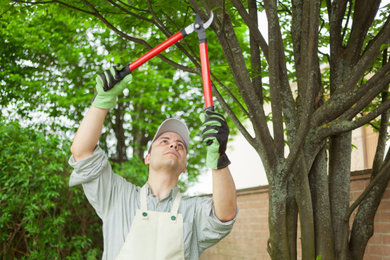 All About Tree Pruning