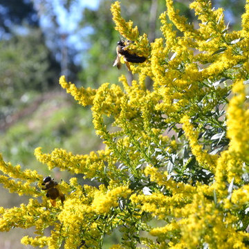 Lake Claire Community Land Trust Meadow