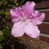 Debra Kibbe's photo