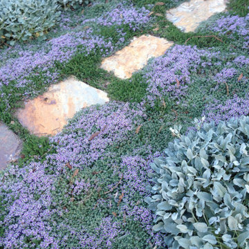 San Bruno Native Lawn Replacement