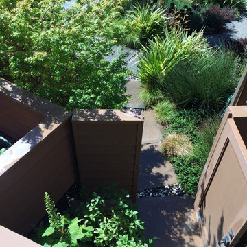 San Rafael Hillside renovation
