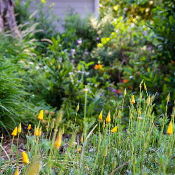 Grassy Meadow Oasis - Reduces Waste While Increasing Habitat