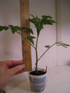 5 week old plants - should I pot up a second time? (pics) | Houzz Forum