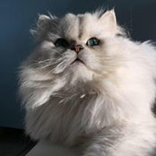 Nomaanhe Lechat's photo