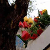 Foto von Doreh Kazemi