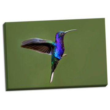 Fine Art Photograph, Hummingbird VII, Hand-Stretched Canvas