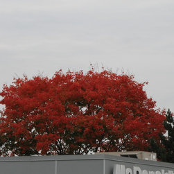 Trees With Outstanding Autumn Colour - Products