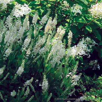 Plant Ideas & Colorful Combinations