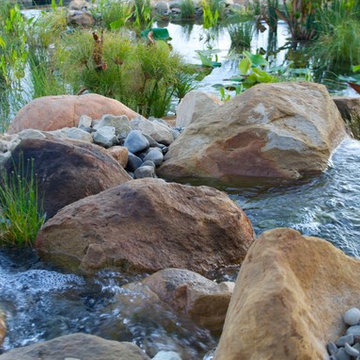 BioNova® Natural Swimming Pool - Ojai, CA