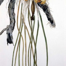 botanical art