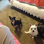 Andrea Whiteley's photo