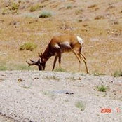 John Huston's photo