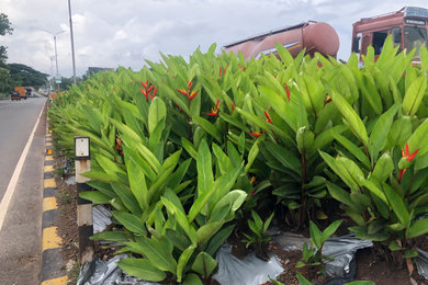 Heliconia National Highway Median -