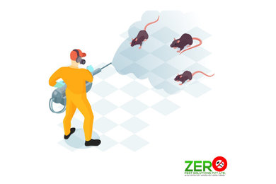 Rodent pest control - Zero Pest Solution